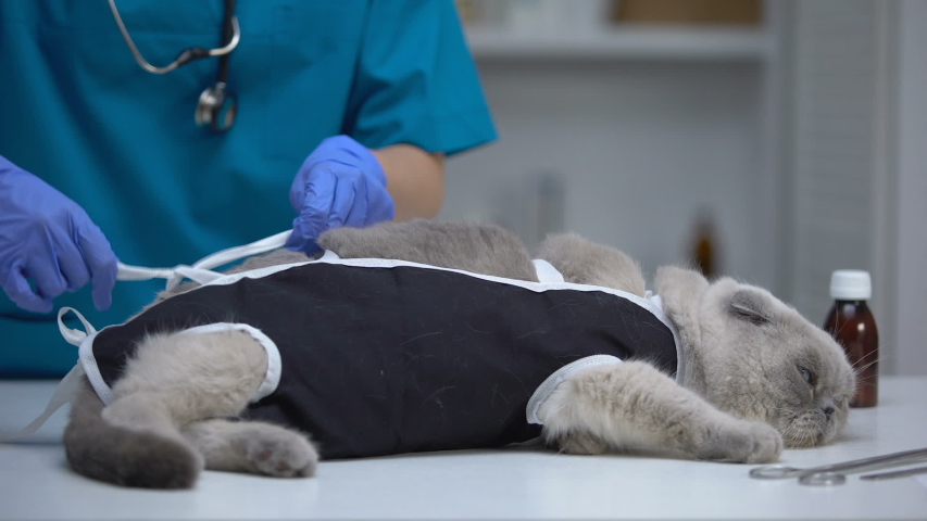 Сколько стоит стерилизация кошки пермь thumbnail